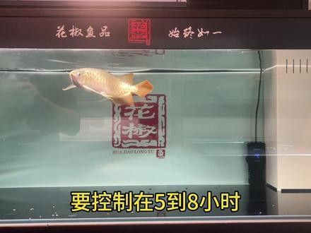 紅龍魚的最佳光照強(qiáng)度是多少：紅龍魚開燈的最佳時(shí)間
