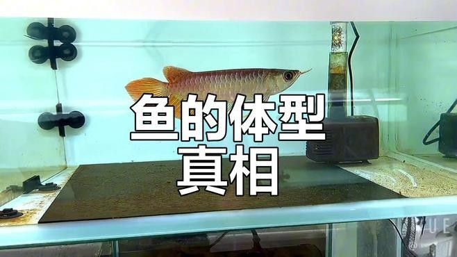 紅金龍魚和黃金龍魚的價格差異大嗎？：養魚說聽，紅金龍魚和黃金龍魚哪個更稀有？