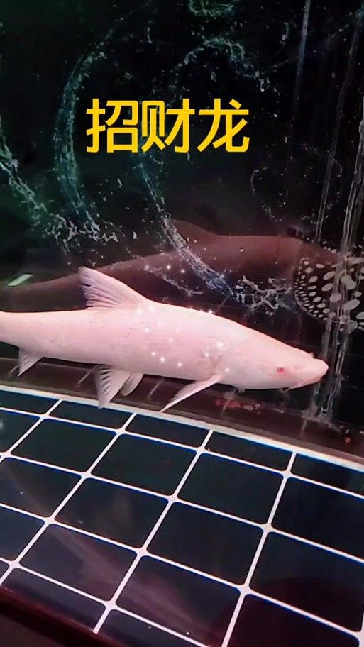 紅眼白子過背金龍魚有哪些品種？：紅眼白子過背金龍魚 紅眼白子過背金龍魚有哪些品種？：紅眼白子過背金龍魚 龍魚百科 第4張