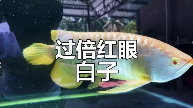 紅眼白子過背金龍魚有哪些品種？：紅眼白子過背金龍魚 紅眼白子過背金龍魚有哪些品種？：紅眼白子過背金龍魚 龍魚百科 第7張