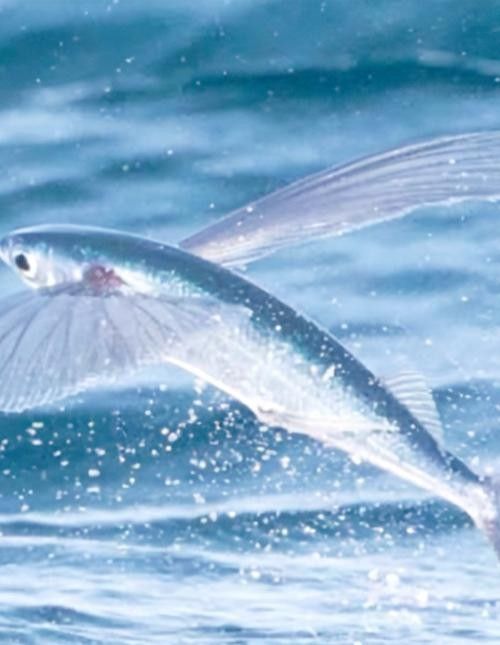 給我高清的海底飛龍魚壁紙：深海中的奇幻之旅膽double天的海底飛龍魚壁紙