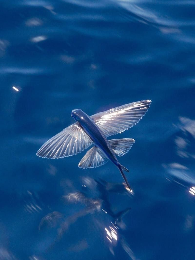 給我高清的海底飛龍魚壁紙：深海中的奇幻之旅膽double天的海底飛龍魚壁紙