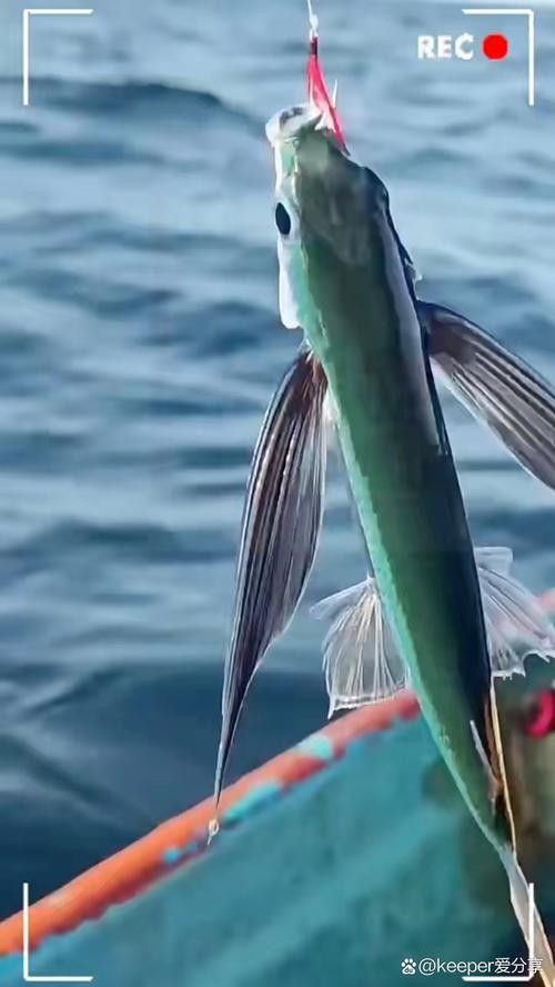 給我高清的海底飛龍魚壁紙：深海中的奇幻之旅膽double天的海底飛龍魚壁紙