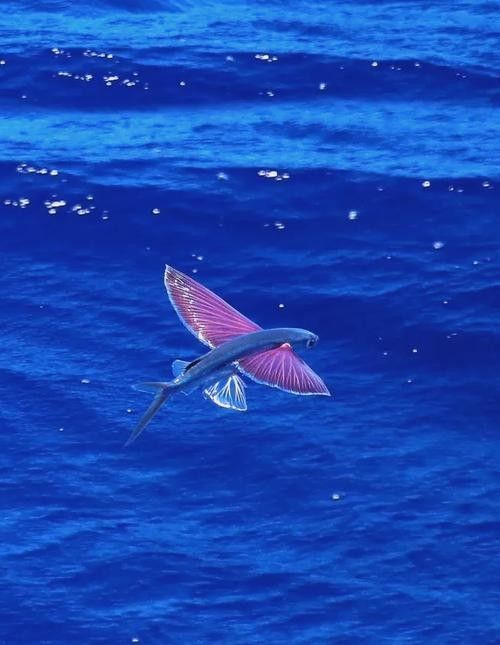 給我高清的海底飛龍魚壁紙：深海中的奇幻之旅膽double天的海底飛龍魚壁紙