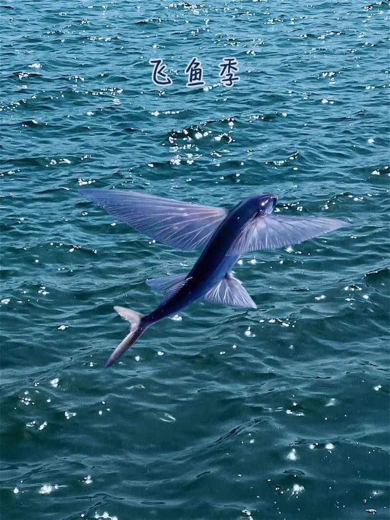 給我高清的海底飛龍魚壁紙：深海中的奇幻之旅膽double天的海底飛龍魚壁紙
