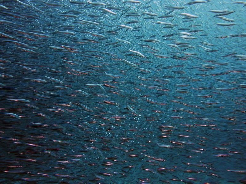 給我高清的海底飛龍魚壁紙：深海中的奇幻之旅膽double天的海底飛龍魚壁紙