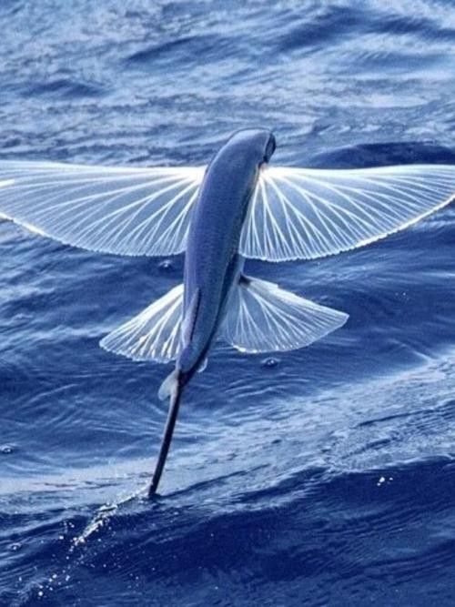 給我高清的海底飛龍魚壁紙：深海中的奇幻之旅膽double天的海底飛龍魚壁紙