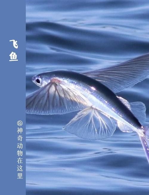 給我高清的海底飛龍魚壁紙：深海中的奇幻之旅膽double天的海底飛龍魚壁紙