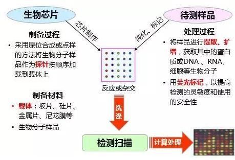 金龍魚芯片植入過程是怎樣的？：龍魚芯片植入全流程 金龍魚芯片植入過程是怎樣的？：龍魚芯片植入全流程 龍魚百科 第6張