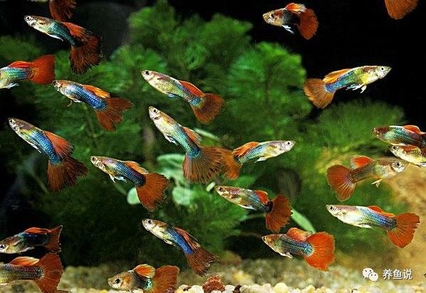 如何避免金龍魚吃小金魚：如何避免金龍魚吃小金魚？