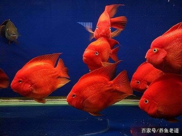 如何添加沙包魚：在家輕松制作沙包魚，口感酥脆，味道鮮美，