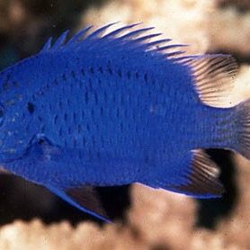 非洲金鼓魚混養(yǎng)需要多大的水族箱：金鼓魚混養(yǎng)在水族箱中需要足夠的空間來確保它們能夠自由游動和探索