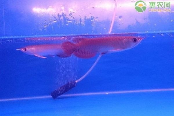 龍魚恢復期一天喂幾次：魚恢復期喂食頻率的調整是確保其健康和快速康復的關鍵