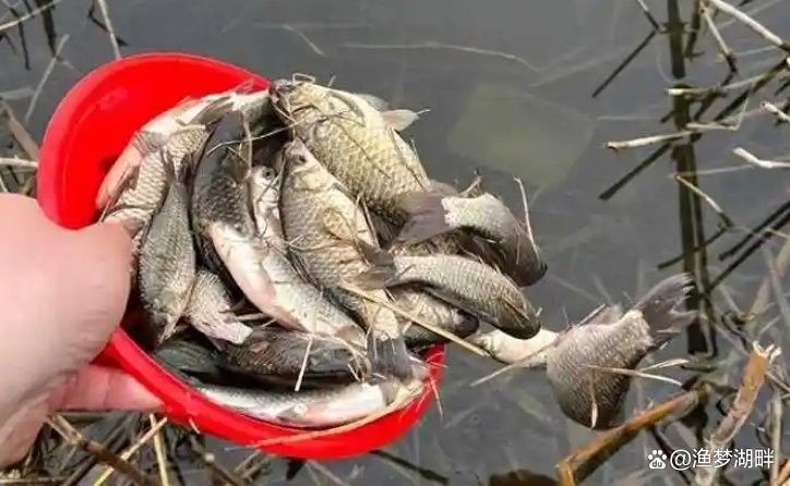 金龍魚餌料有哪些經典配方：幾種經典的金龍魚餌料配方及使用建議
