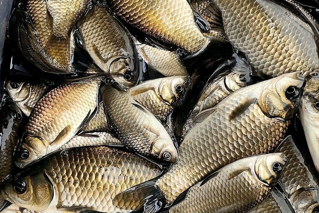 金龍魚餌料有哪些經典配方：幾種經典的金龍魚餌料配方及使用建議