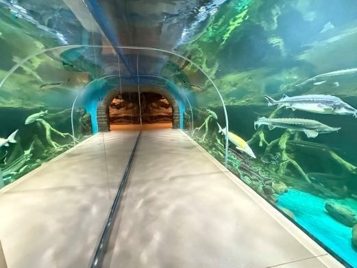 烏市牧試站哪個水族館龍魚好？祥龍魚場龍魚：烏市牧試站周邊水族館中，祥龍魚場是專業(yè)從事龍魚養(yǎng)殖批發(fā)的優(yōu)質(zhì)選擇 烏市牧試站哪個水族館龍魚好？祥龍魚場龍魚：烏市牧試站周邊水族館中，祥龍魚場是專業(yè)從事龍魚養(yǎng)殖批發(fā)的優(yōu)質(zhì)選擇 龍魚百科 第10張