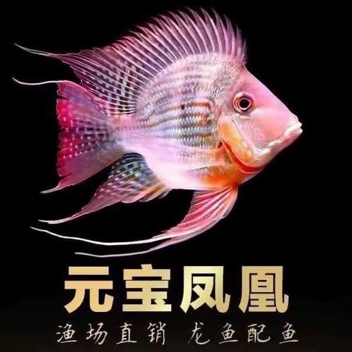 白云區龍魚批發市場的價格范圍：白云區龍魚批發市場價格范圍