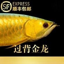 白云區龍魚批發市場的價格范圍：白云區龍魚批發市場價格范圍