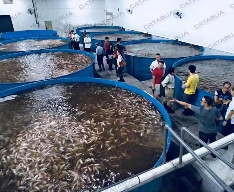如何判斷雷龍魚是否適應混養環境：如何判斷雷龍魚是否適合與其他觀賞魚混養