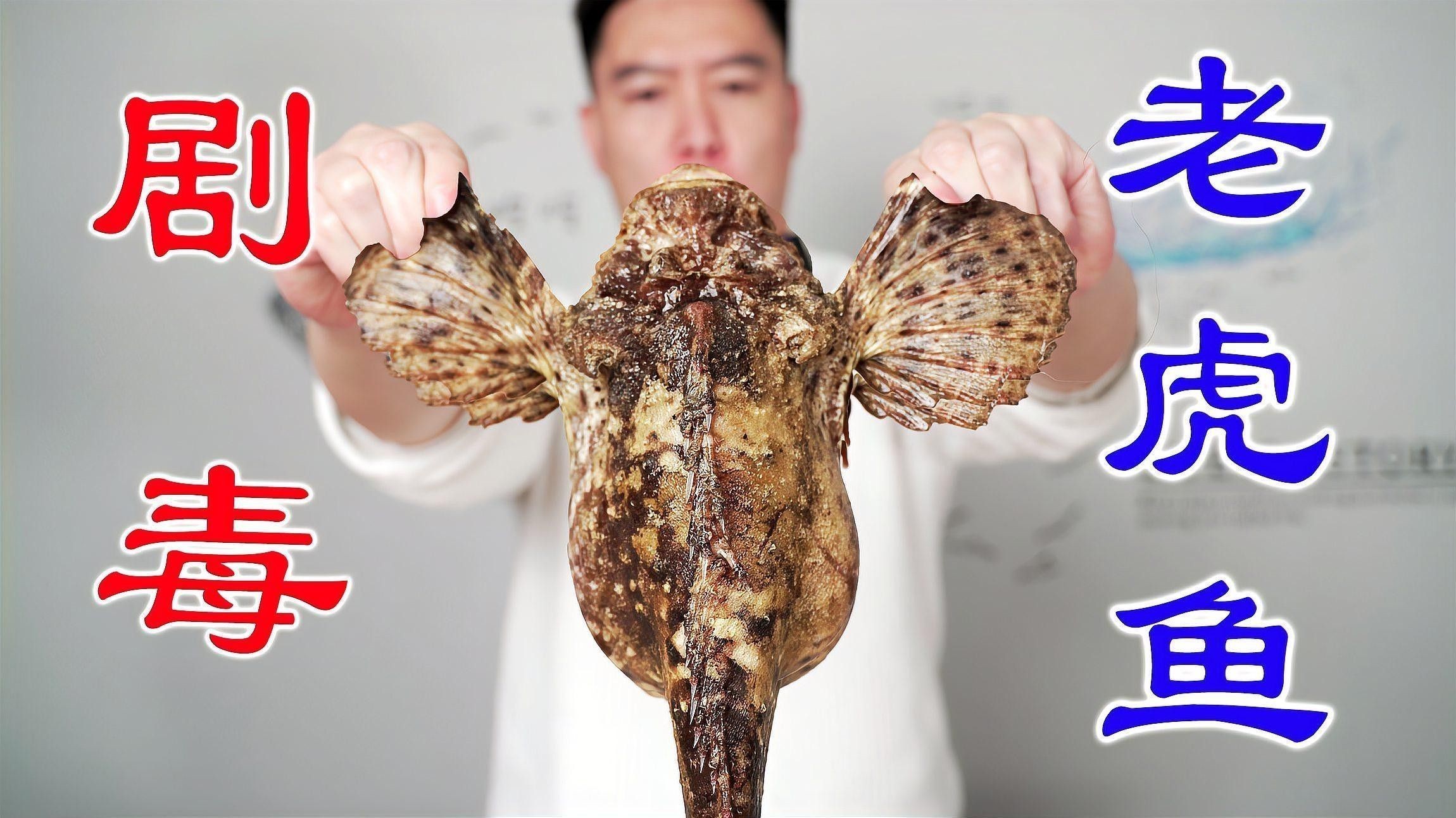紅老虎魚多久喂一次食？：養(yǎng)魚高手的“喂食日歷”公開萌寵百科小團(tuán)團(tuán)魚多久喂一次