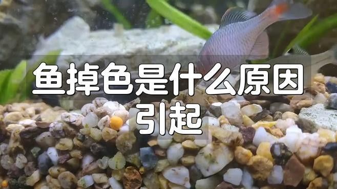 龍魚開夜燈會褪色嗎：魚開夜燈會褪色嗎龍魚開夜燈對它們的影響與選擇策略