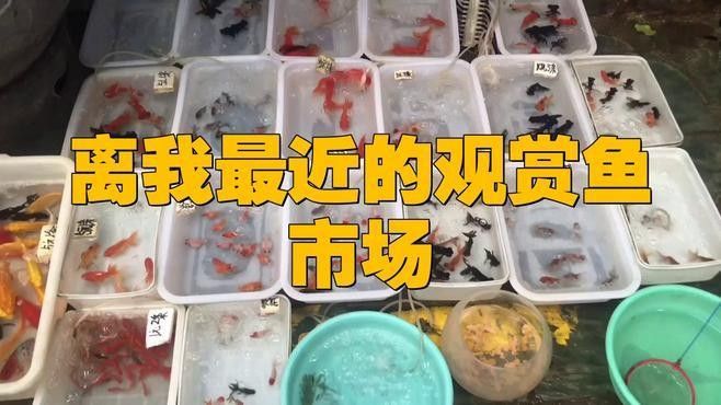哪里可以買到白金龍魚：北京觀賞魚市場詳解白金龍魚（龍鳳白金錦鯉）渠道信息整理 哪里可以買到白金龍魚：北京觀賞魚市場詳解白金龍魚（龍鳳白金錦鯉）渠道信息整理 龍魚百科 第10張
