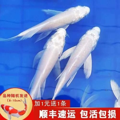 哪里可以買到白金龍魚：北京觀賞魚市場詳解白金龍魚（龍鳳白金錦鯉）渠道信息整理 哪里可以買到白金龍魚：北京觀賞魚市場詳解白金龍魚（龍鳳白金錦鯉）渠道信息整理 龍魚百科 第4張