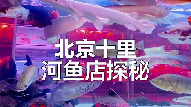 哪里可以買到白金龍魚：北京觀賞魚市場詳解白金龍魚（龍鳳白金錦鯉）渠道信息整理 哪里可以買到白金龍魚：北京觀賞魚市場詳解白金龍魚（龍鳳白金錦鯉）渠道信息整理 龍魚百科 第9張