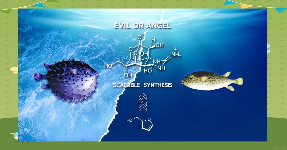 河豚毒素如何人工合成？：|人工養(yǎng)殖河豚如何做到“無毒” 河豚毒素如何人工合成？：|人工養(yǎng)殖河豚如何做到“無毒” 龍魚百科 第2張