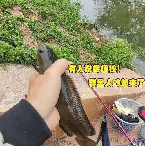 如何提高釣到七彩龍魚的概率：七彩雷龍養殖小竅門新手必看知乎
