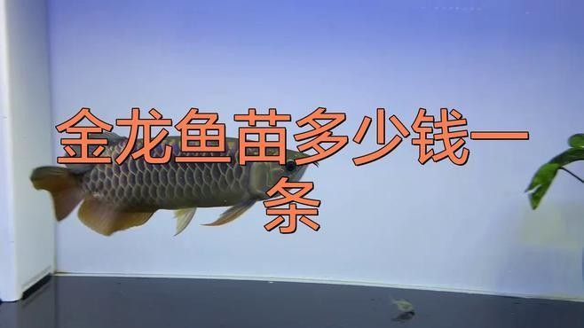 哪個平臺購買金龍魚幼苗最可靠：京東金龍魚幼苗購買金龍魚幼苗的選擇平臺是對幾個主要平臺的評估