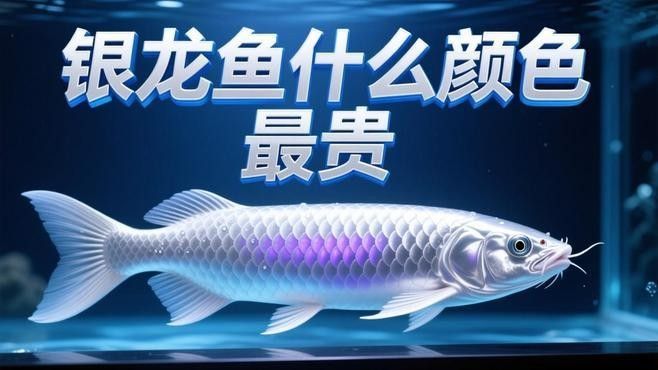 銀龍魚有哪些品種？：銀龍魚和銀龍魚有何不同常見盤點養殖銀龍魚您了解多少 銀龍魚有哪些品種？：銀龍魚和銀龍魚有何不同常見盤點養殖銀龍魚您了解多少 龍魚百科 第10張