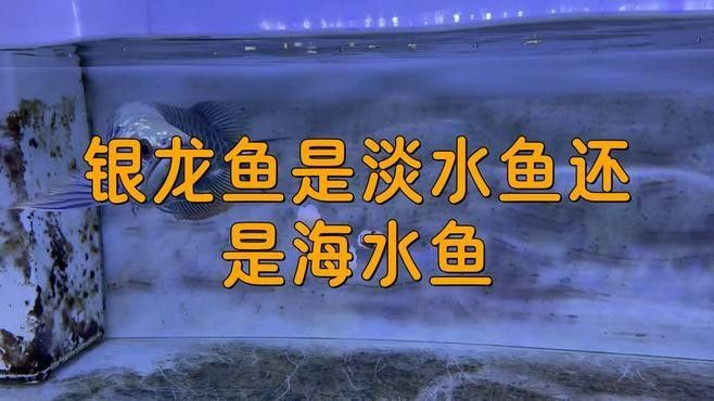 銀龍魚有哪些品種？：銀龍魚和銀龍魚有何不同常見盤點養殖銀龍魚您了解多少 銀龍魚有哪些品種？：銀龍魚和銀龍魚有何不同常見盤點養殖銀龍魚您了解多少 龍魚百科 第7張