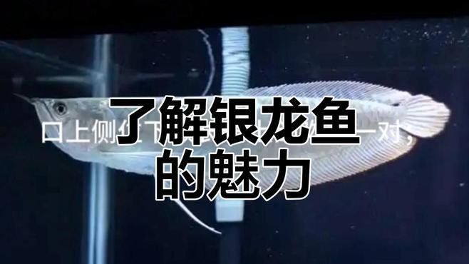銀龍魚有哪些品種？：銀龍魚和銀龍魚有何不同常見盤點養殖銀龍魚您了解多少 銀龍魚有哪些品種？：銀龍魚和銀龍魚有何不同常見盤點養殖銀龍魚您了解多少 龍魚百科 第9張