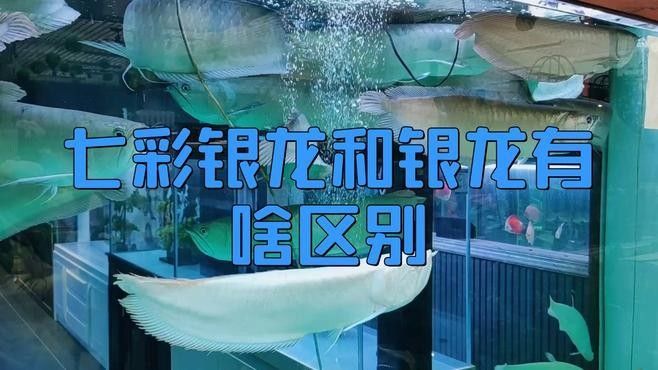 銀龍魚有哪些品種？：銀龍魚和銀龍魚有何不同常見盤點養殖銀龍魚您了解多少 銀龍魚有哪些品種？：銀龍魚和銀龍魚有何不同常見盤點養殖銀龍魚您了解多少 龍魚百科 第8張