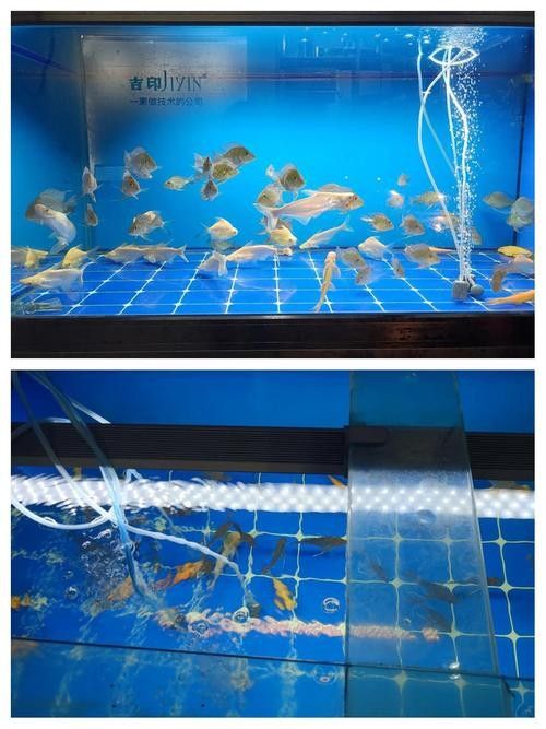 吉印魚缸燈哪個(gè)系列最好？：印魚缸燈系列中最佳選擇取決于您的具體需求和預(yù)算