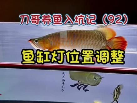 金龍魚魚缸燈的最佳安裝位置：金龍魚魚缸燈安裝位置 金龍魚魚缸燈的最佳安裝位置：金龍魚魚缸燈安裝位置 龍魚百科 第6張