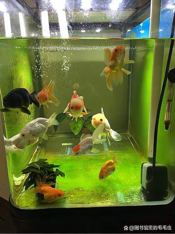 龍魚不打氧有哪些風險：龍魚長時間不進行打氧操作可能會帶來一系列風險