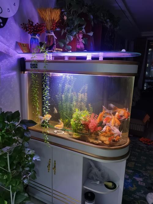 龍魚世家水族館有哪些特色產(chǎn)品：京東龍魚活食品牌排行榜京東龍魚活食品牌排行榜 龍魚世家水族館有哪些特色產(chǎn)品：京東龍魚活食品牌排行榜京東龍魚活食品牌排行榜 龍魚百科 第5張
