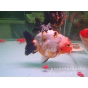 如何聯(lián)系重慶的龍魚批發(fā)商：如何聯(lián)系重慶的龍魚批發(fā)商，在尋找高質(zhì)量的龍魚批發(fā)商時(shí)