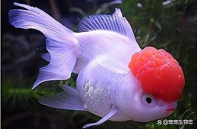 紅龍魚甩頭會死嗎？：紅龍魚甩頭會致命嗎？