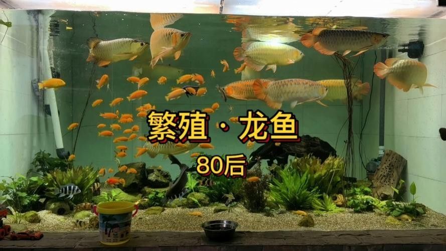有沒有福龍魚繁殖的圖片？：福龍魚的繁殖條件、配對方法、產卵過程以及幼魚的孵化與護理