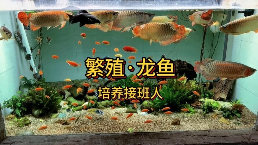 有沒有福龍魚繁殖的圖片？：福龍魚的繁殖條件、配對方法、產卵過程以及幼魚的孵化與護理