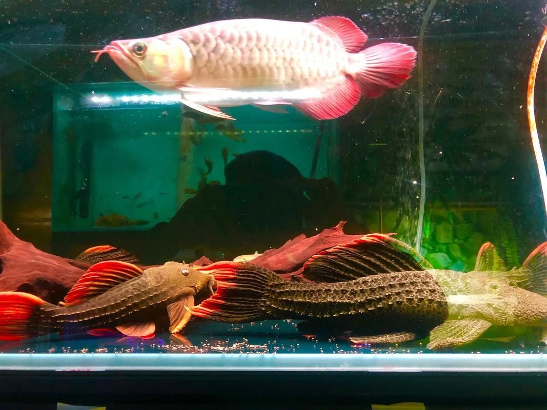 有沒有福龍魚繁殖的圖片？：福龍魚的繁殖條件、配對方法、產卵過程以及幼魚的孵化與護理