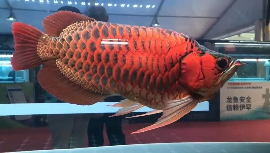 有沒有福龍魚繁殖的圖片？：福龍魚的繁殖條件、配對方法、產卵過程以及幼魚的孵化與護理