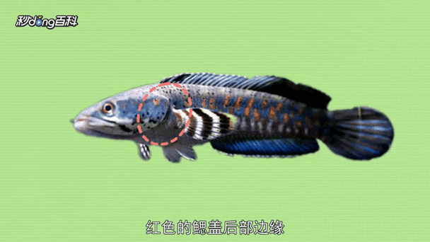 給我高清的藍色雷龍魚圖片：雷龍魚大全之常見中型雷龍篇