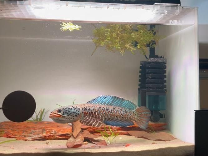 給我高清的藍色雷龍魚圖片：雷龍魚大全之常見中型雷龍篇