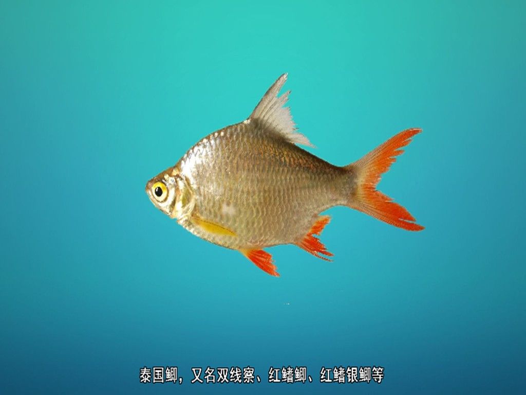泰國鯽對水質有何要求：泰國鯽可以冷水養嗎為什么泰國鯽可以冷水養嗎
