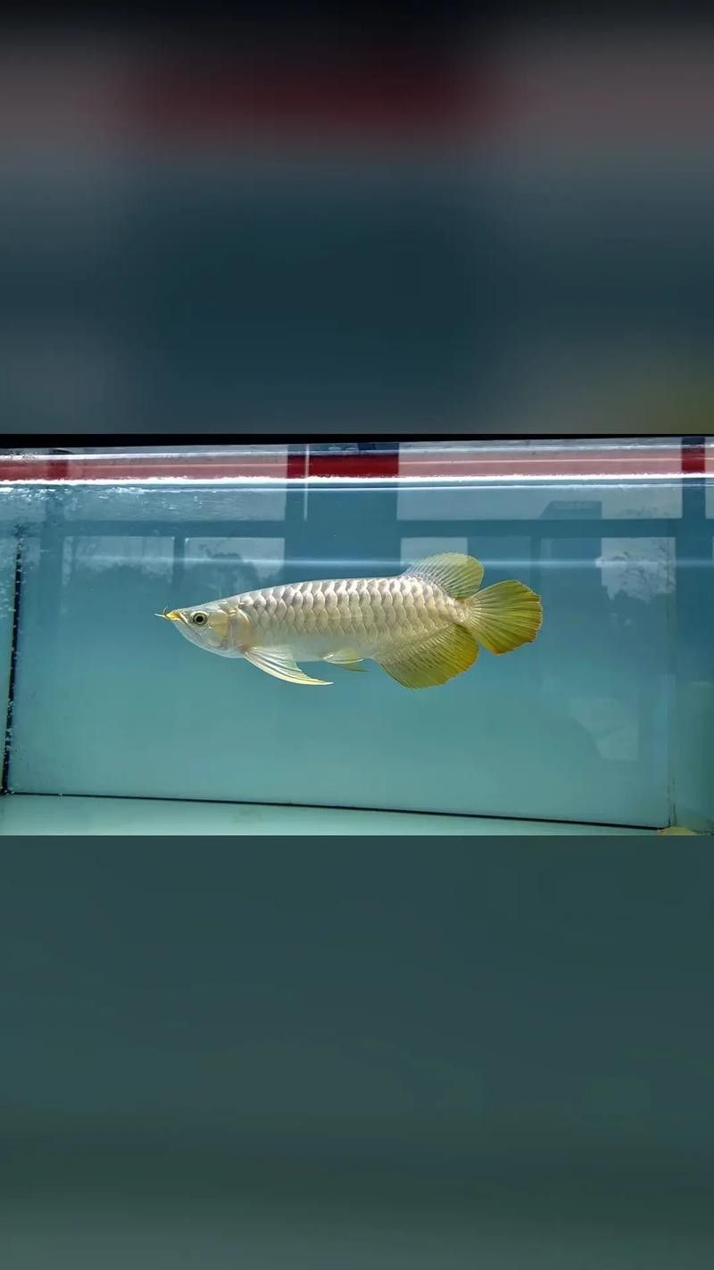 紅龍魚(yú)照明燈具的價(jià)格范圍是多少：紅龍魚(yú)照明燈具的價(jià)格范圍