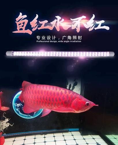 紅龍魚照明燈具的價格范圍是多少：紅龍魚照明燈具的價格范圍